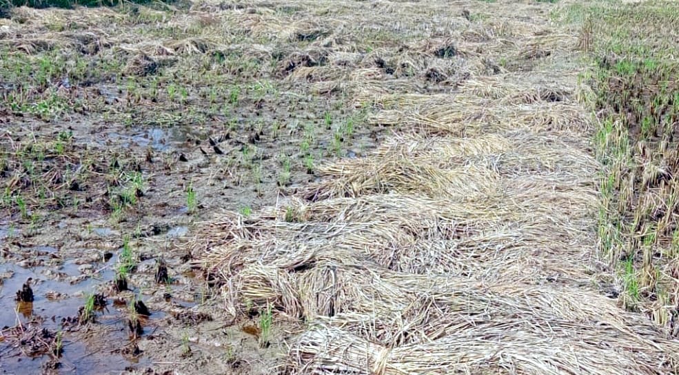 Seeing the ruined crop, the beating of farmers is increasing