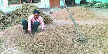 बेमौसम बारिश में बर्बाद हुई धान की फसल समेटता किसान।