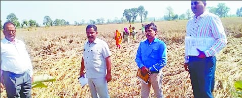 Paddy production suffered a major setback due to unseasonal rains and floods