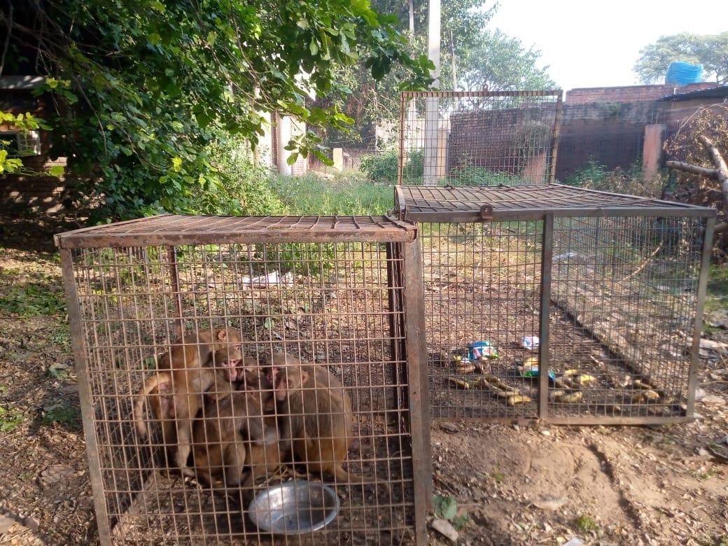 Catch the monkey campaign started, on the first day 20 trapped in the cage