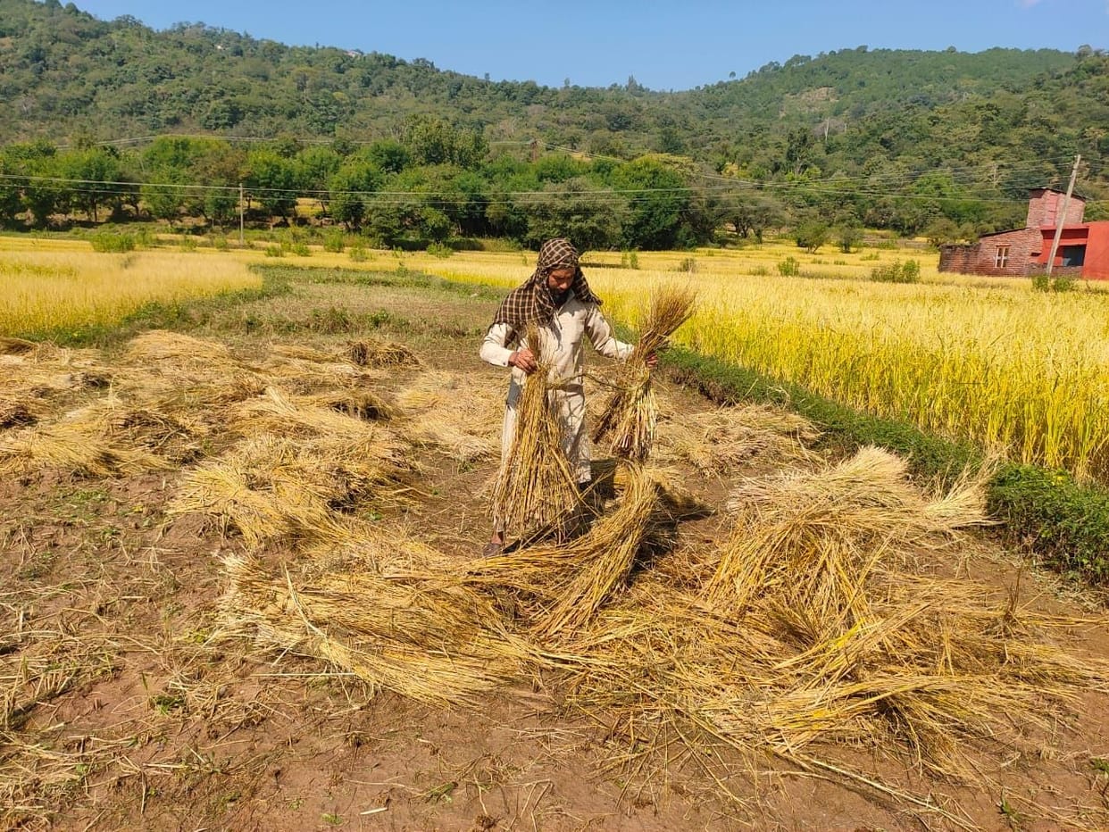 Farmers engaged in drying the wet crop