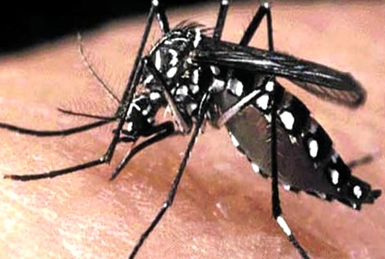 Patients of Dengue Increasing in Chandigarh, Mohali and Panchkula