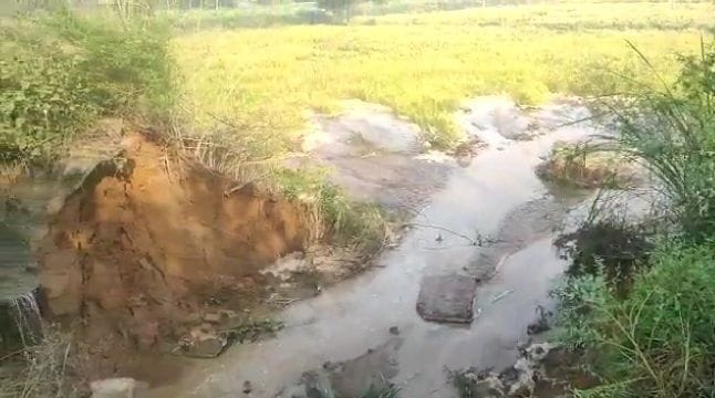 Broken minor near Dhanana, 50 acres of paddy crop submerged