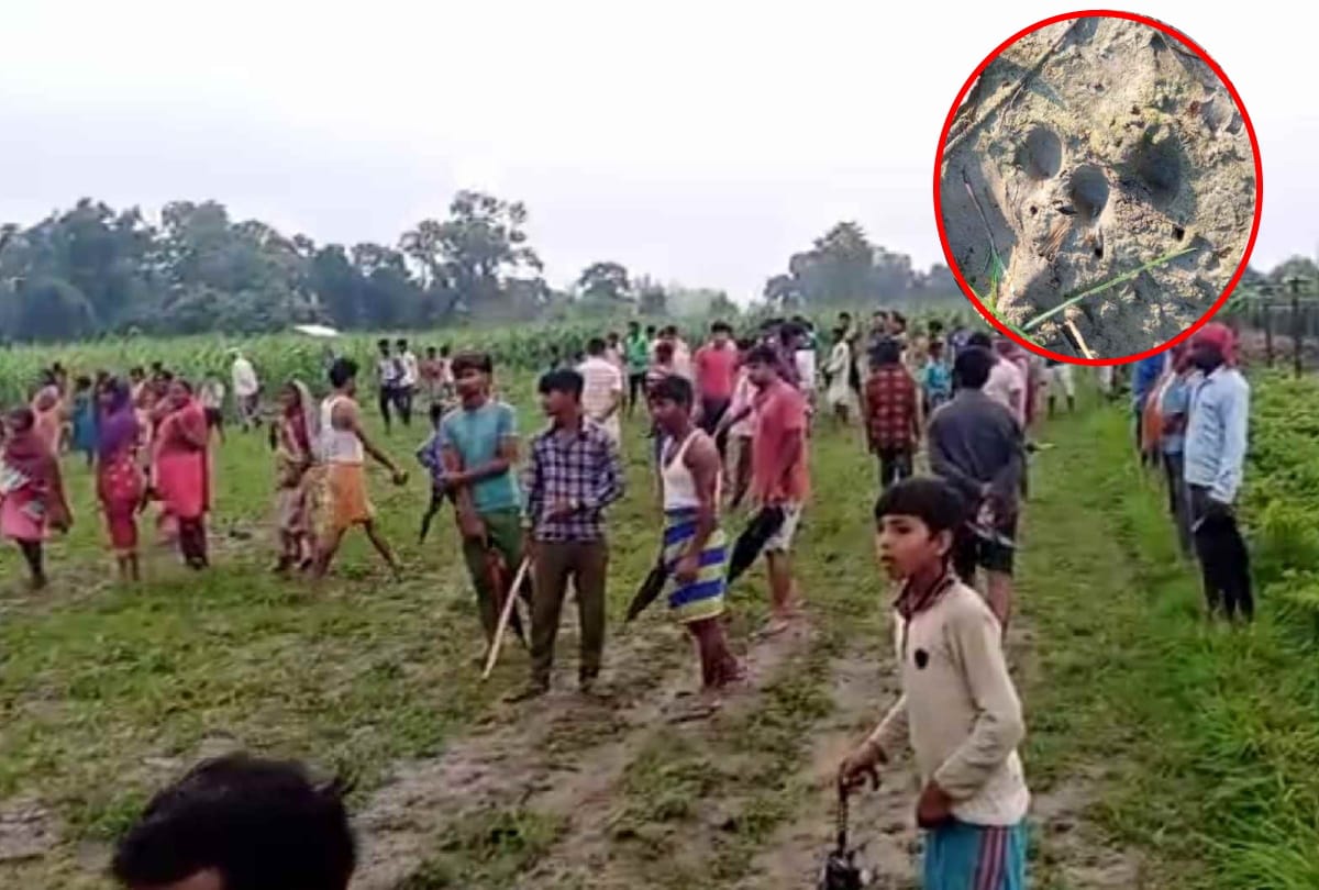 To catch leopard forest department team of Kushinagar and Maharajganj combing