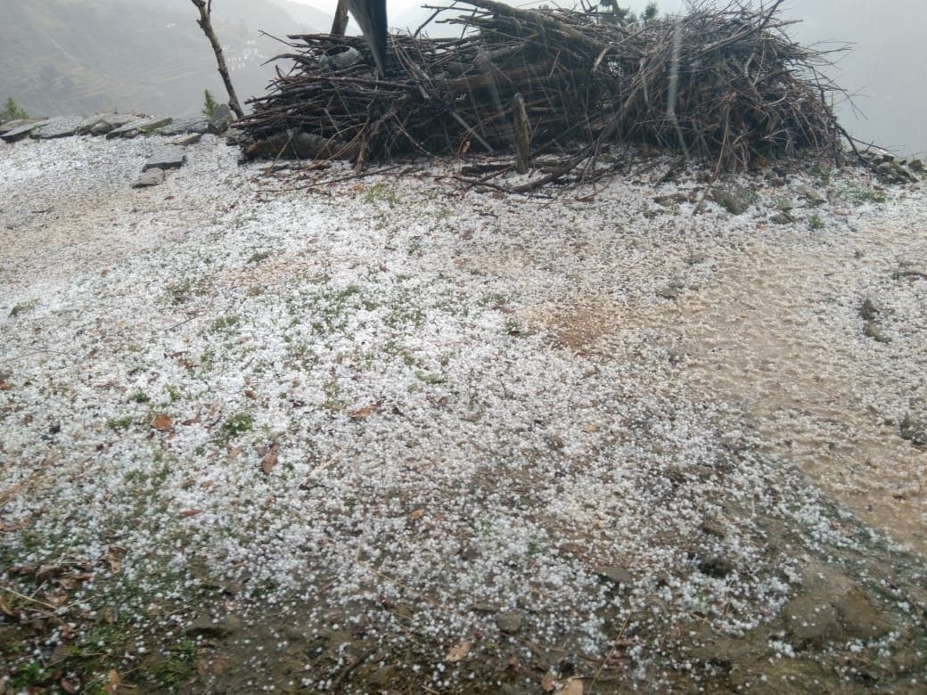 Damage to the crop of Chaulai and Rajma due to hail