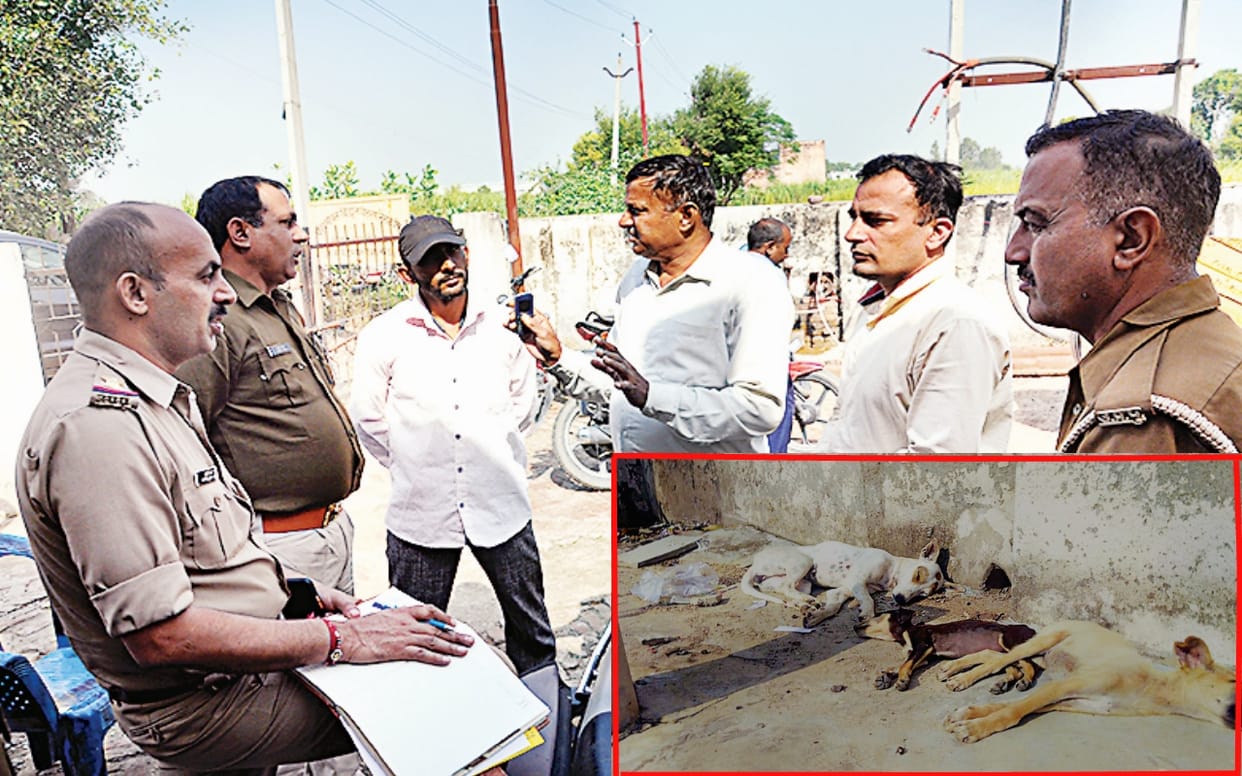 obbery of worth more than one lakh in Partapur power station by feeding intoxicating biscuits to street dogs