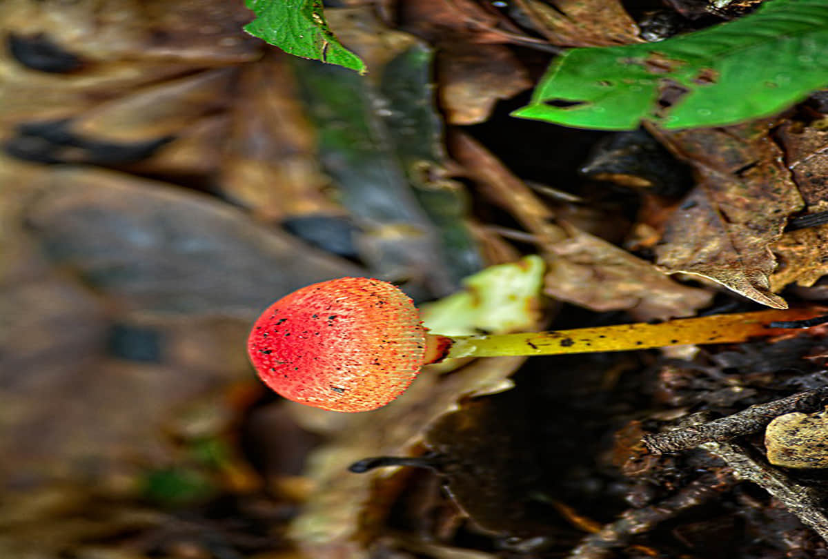 Most weird and unique trees on earth these are crying and demanding food