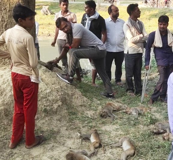 fathepur news,11 monkeys died in Semarha, six found unconscious