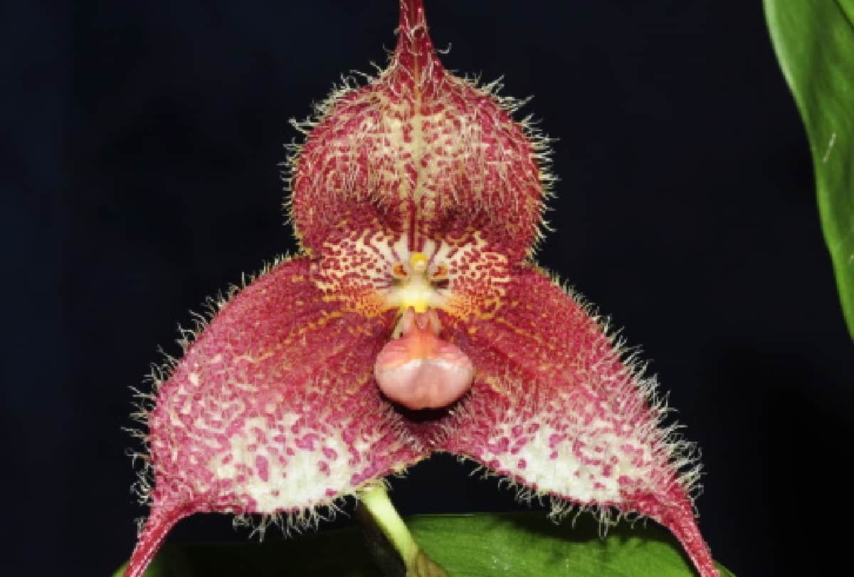 beautiful and strange flowers of the world From Skeleton to Monkey Face know about them