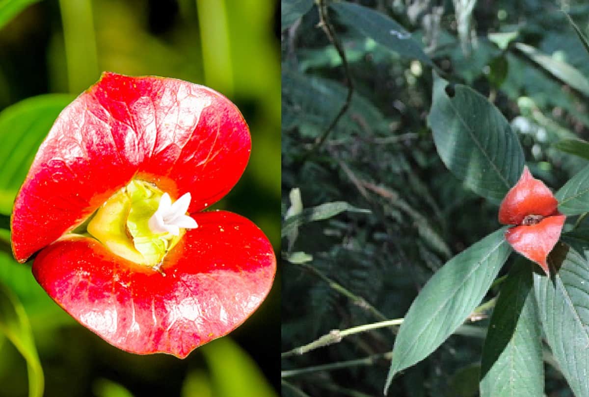 beautiful and strange flowers of the world From Skeleton to Monkey Face know about them