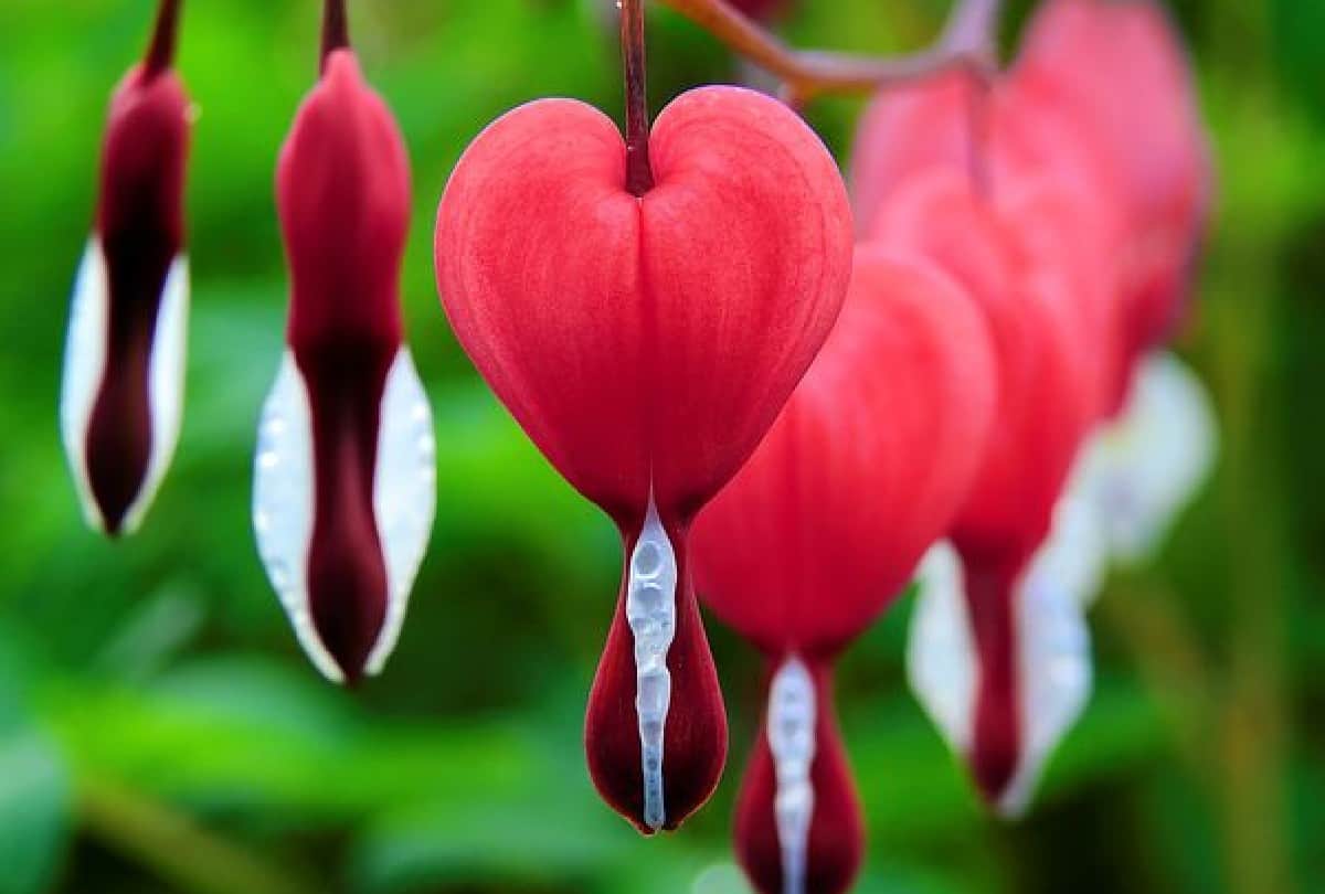 beautiful and strange flowers of the world From Skeleton to Monkey Face know about them