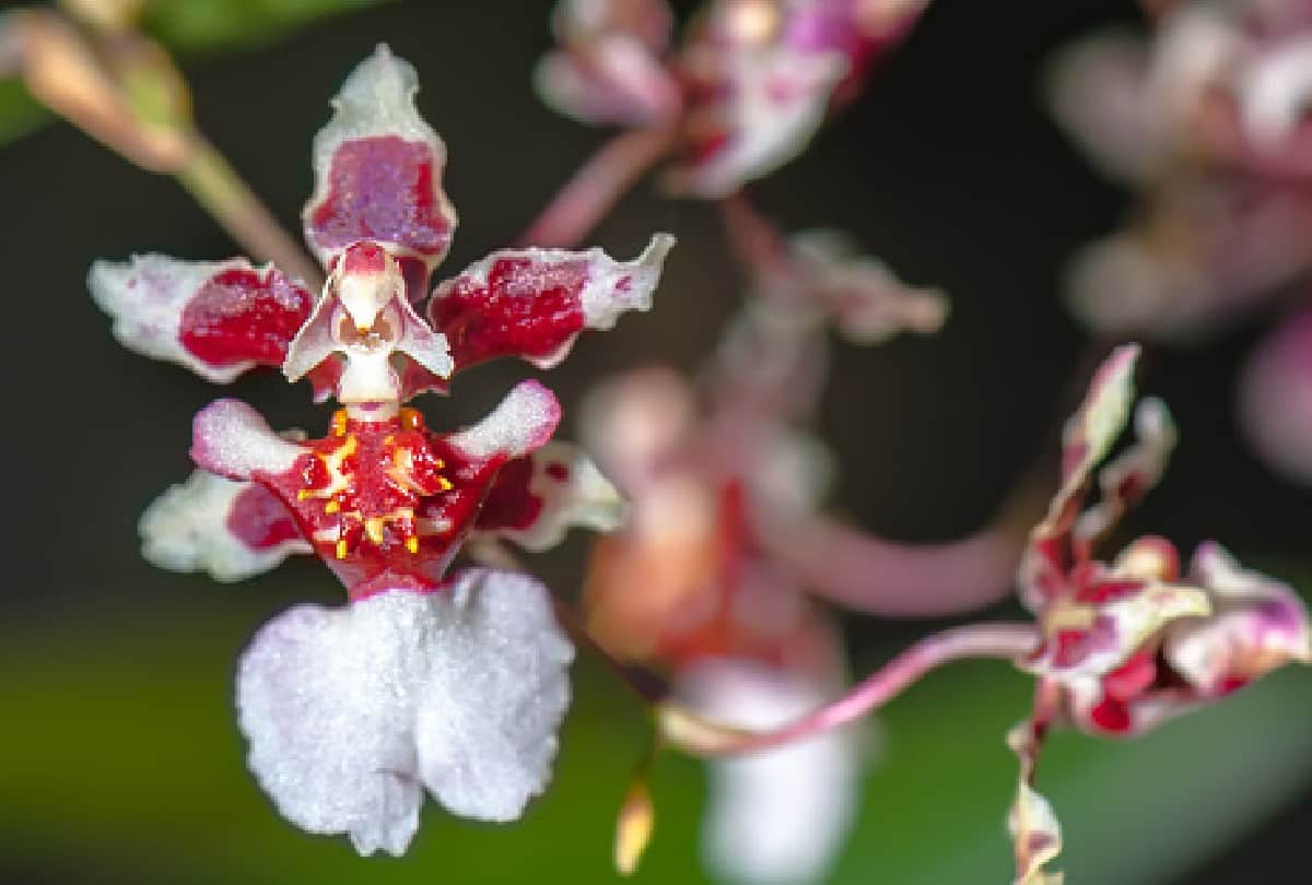 beautiful and strange flowers of the world From Skeleton to Monkey Face know about them