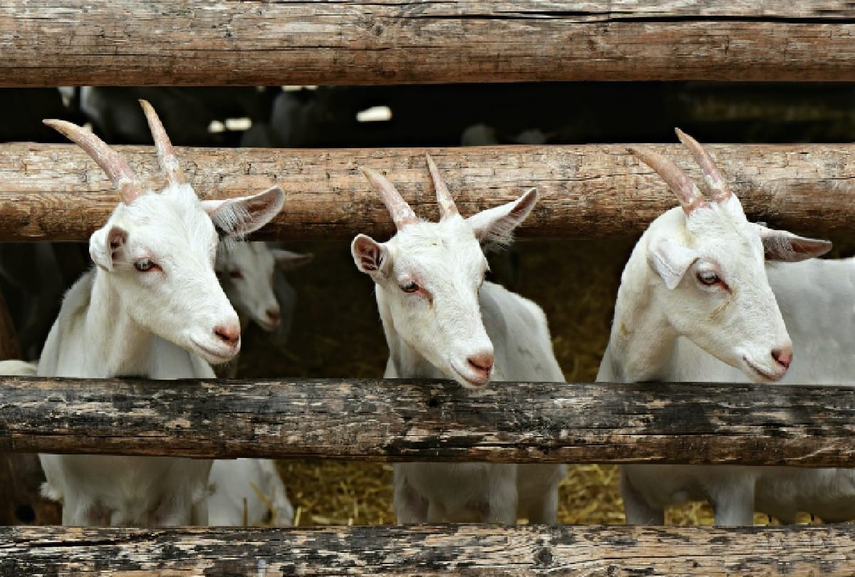 Business Ideas you can earn 2 lakhs rupees per month by goat farming