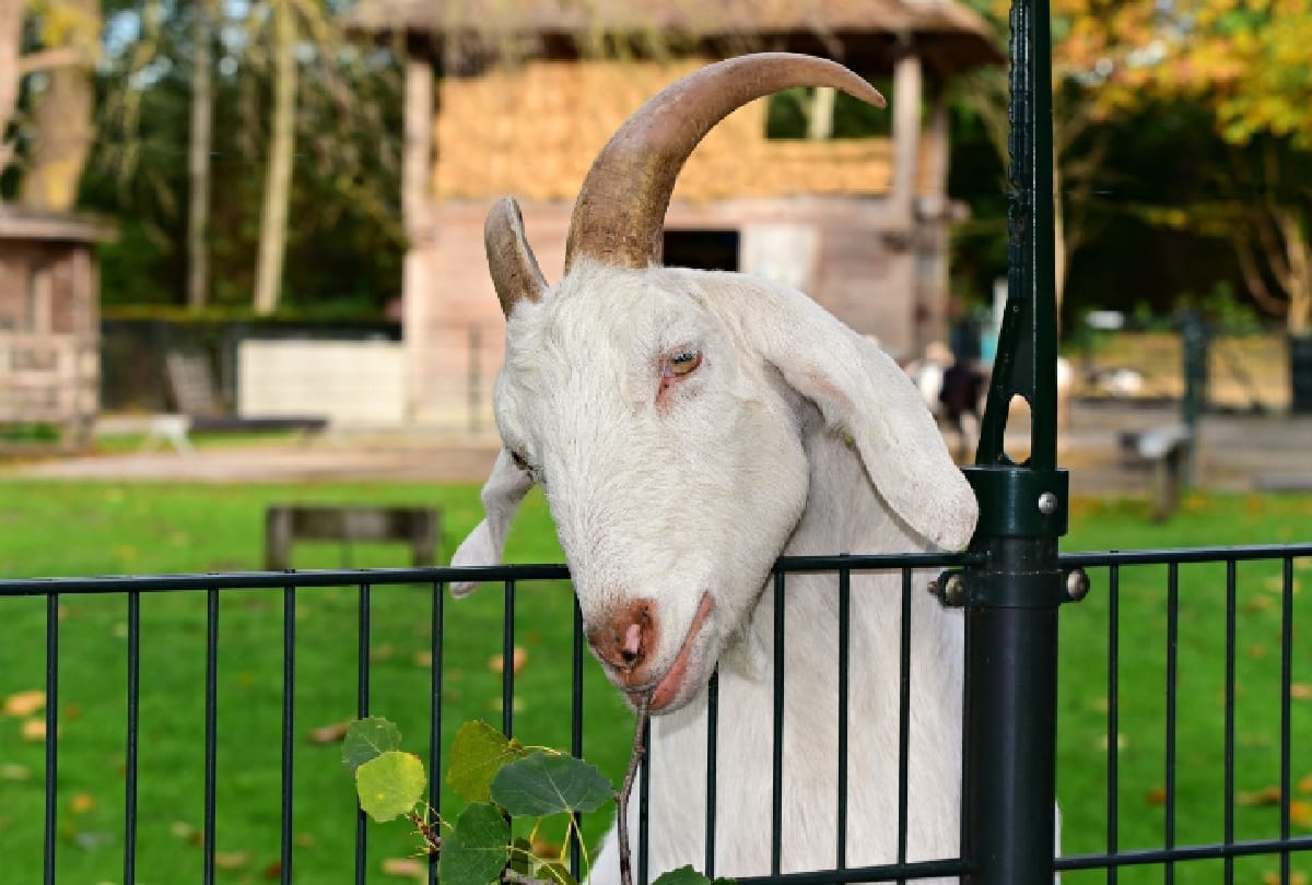 Up Police Cop Notice For Rearing Goat In Police Line