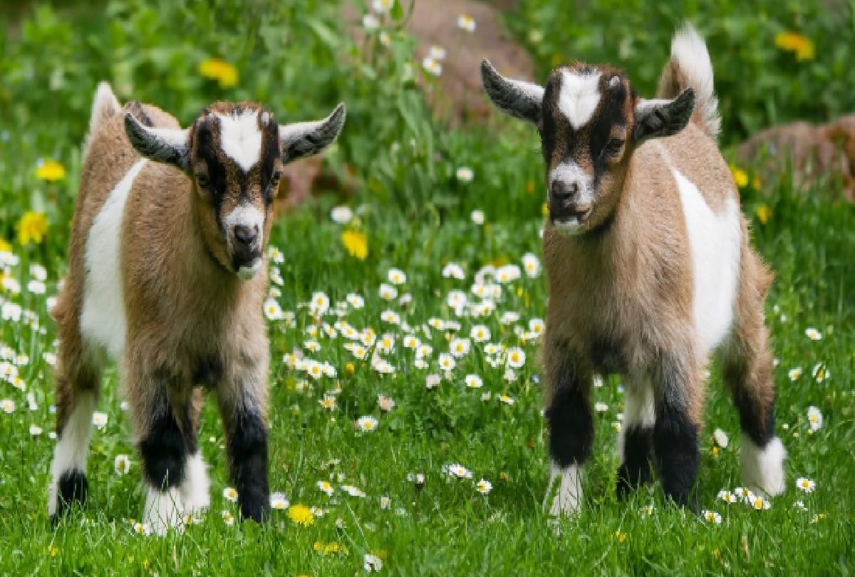 Business Ideas you can earn 2 lakhs rupees per month by goat farming