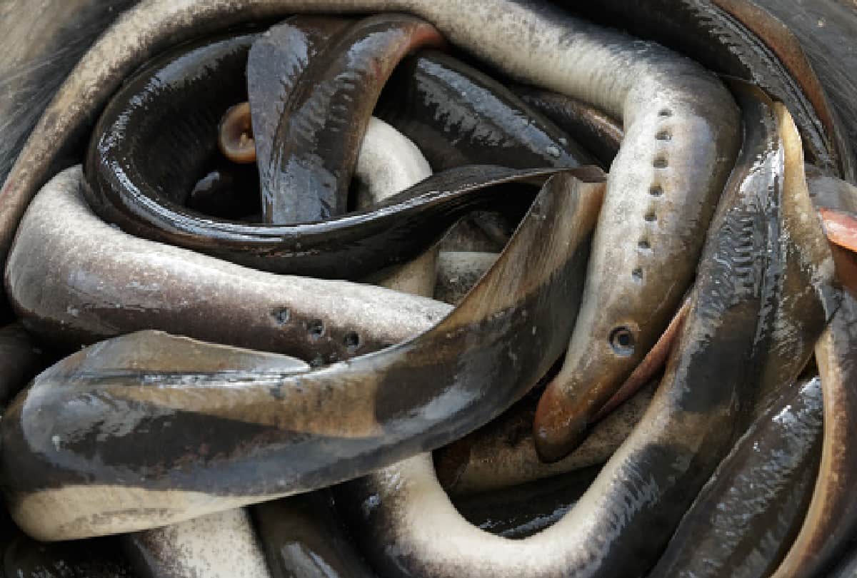 living dinosaur lampreys found in australia after 20 years drinks blood of prey