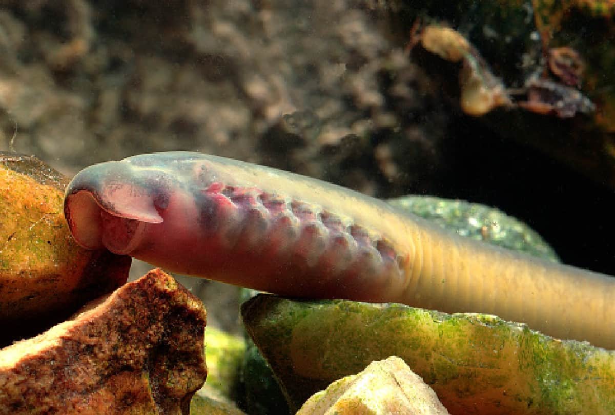 living dinosaur lampreys found in australia after 20 years drinks blood of prey