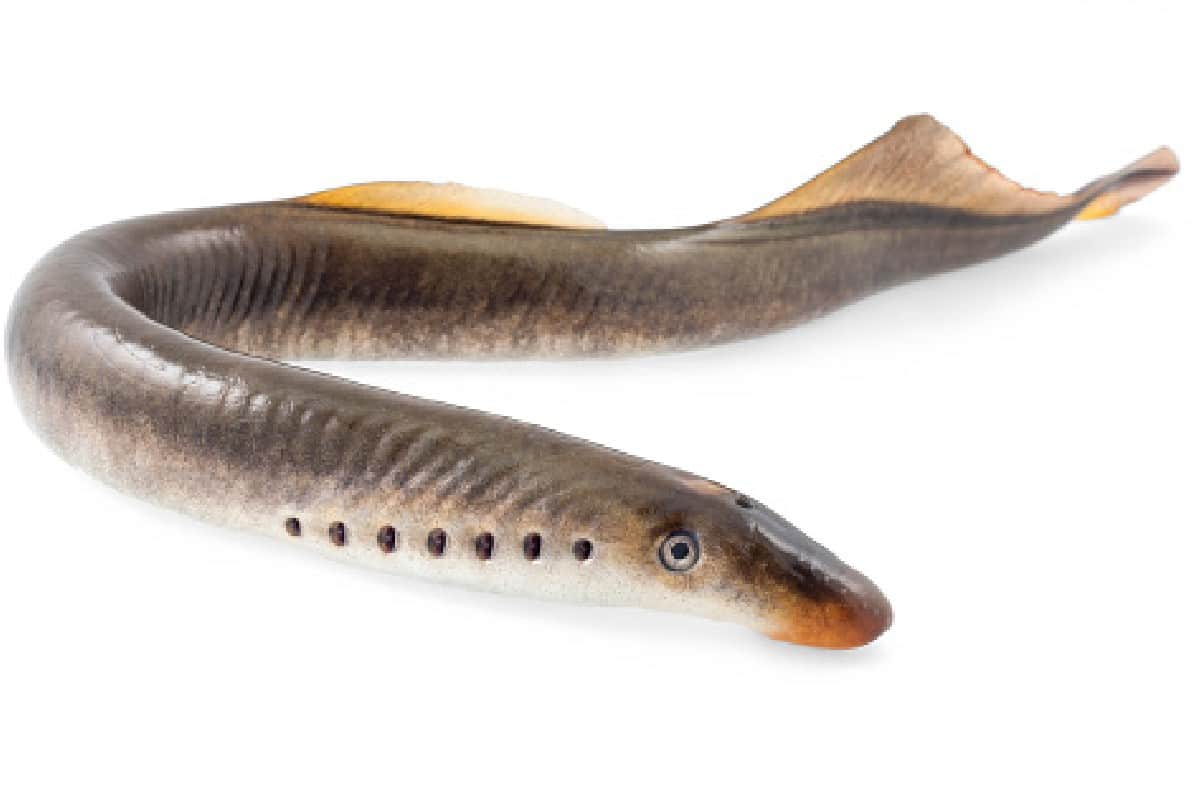 living dinosaur lampreys found in australia after 20 years drinks blood of prey