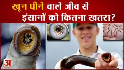 interesting facts about lampreys living dinasaur australia