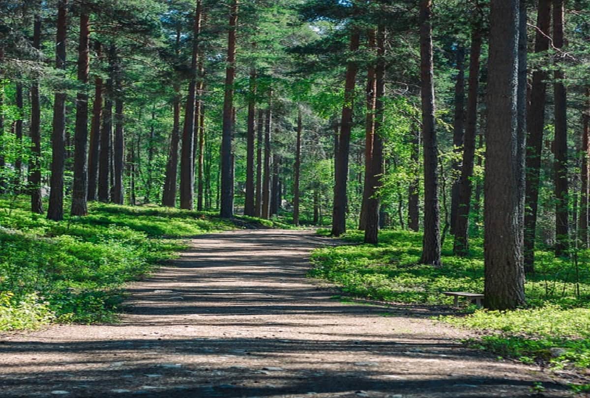 mystery of indias red sanders why china is so desperate about indian red gold know eyerything about this