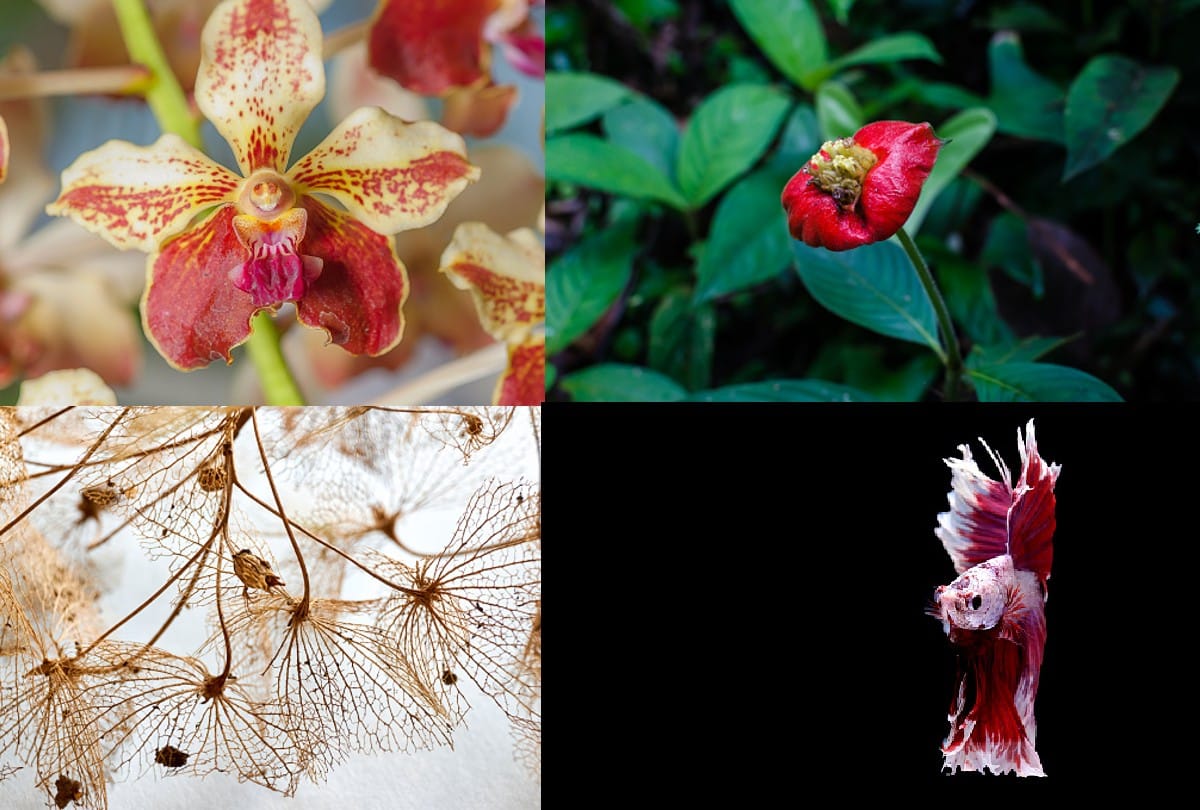 beautiful and strange flowers of the world From Skeleton to Monkey Face know about them