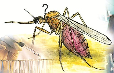 23 patients found dengue positive in BBN