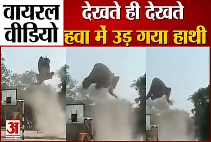 Video of elephant flying in the air goes viral