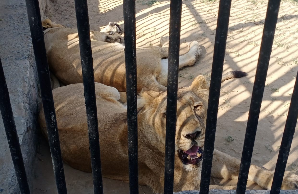 Good news: From next week, there will be wildlife in the mini zoo