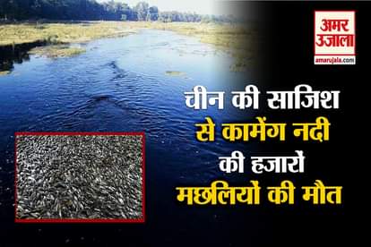 Arunachal Pradesh: Water turns black in Kameng river, fishes dying
