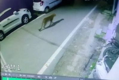 Leopard running of dogs caught on CCTV camera in Chilianaula market