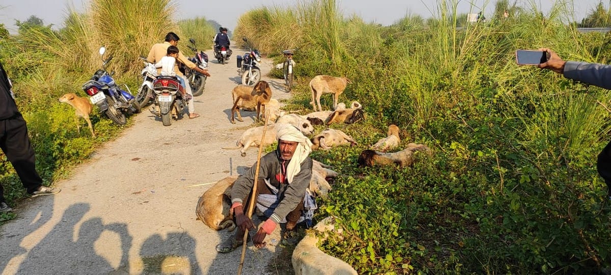 70 sheep including two shepherds died in road accident in jaunpur