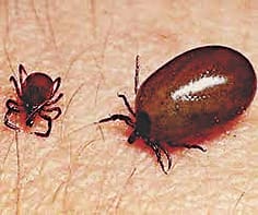 Confirmation of scrub typhus in 21 patient