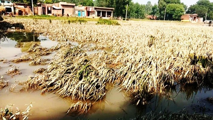 dhan kisan