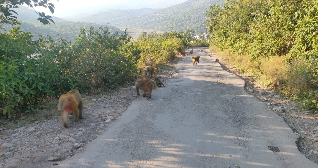 People upset due to the terror of monkeys