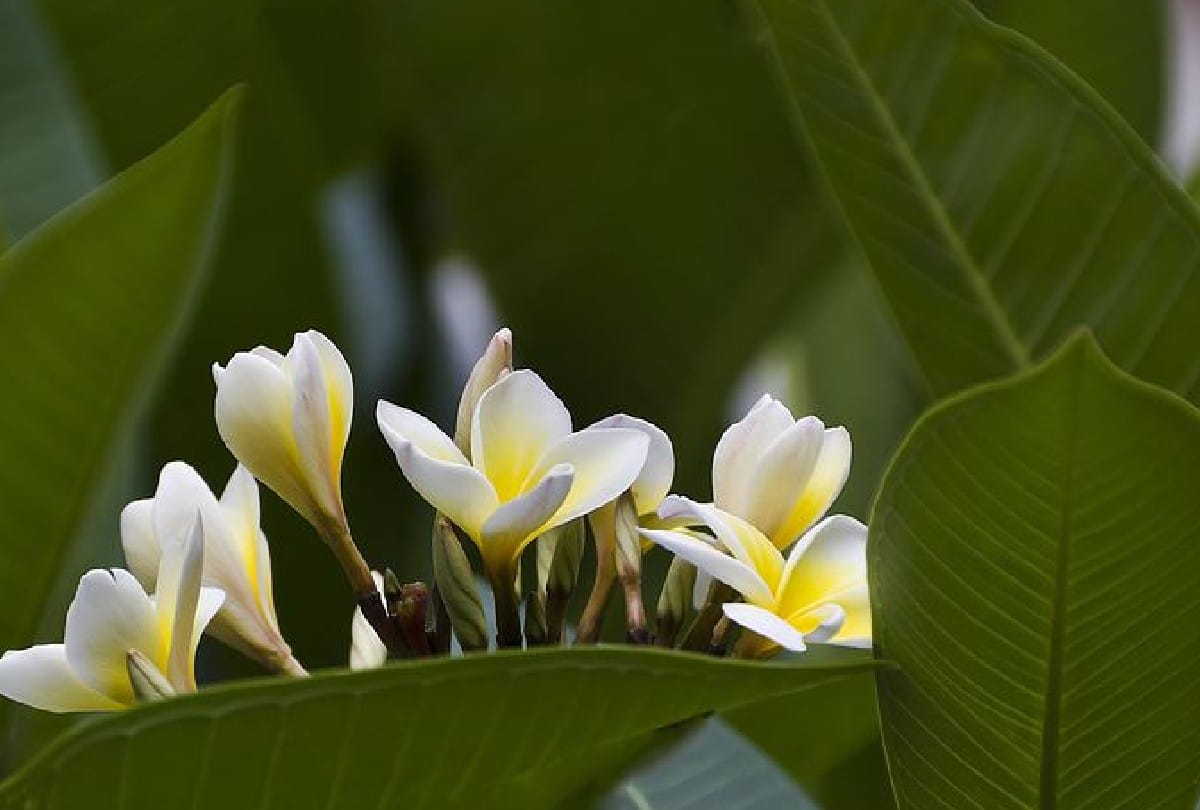 Bumblebee and Honey bee does not sit on Frangipani Champa flower know about this