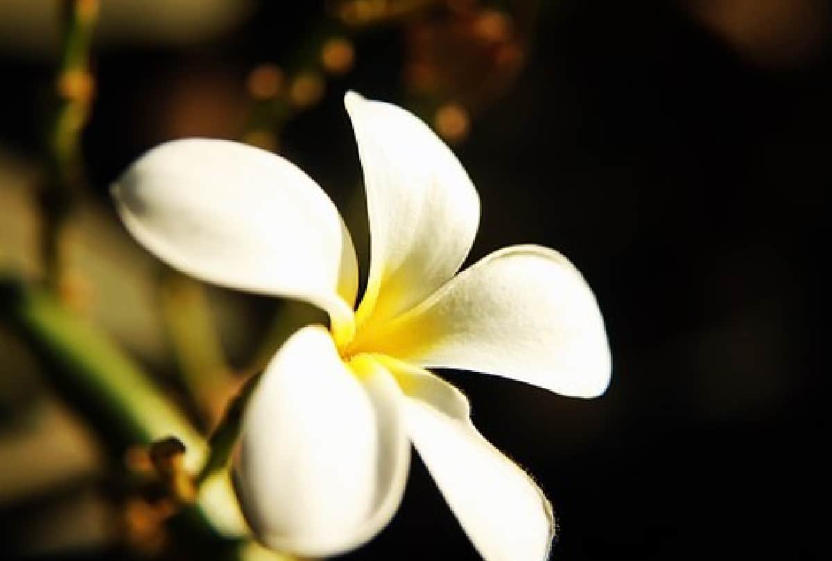 Bumblebee and Honey bee does not sit on Frangipani Champa flower know about this