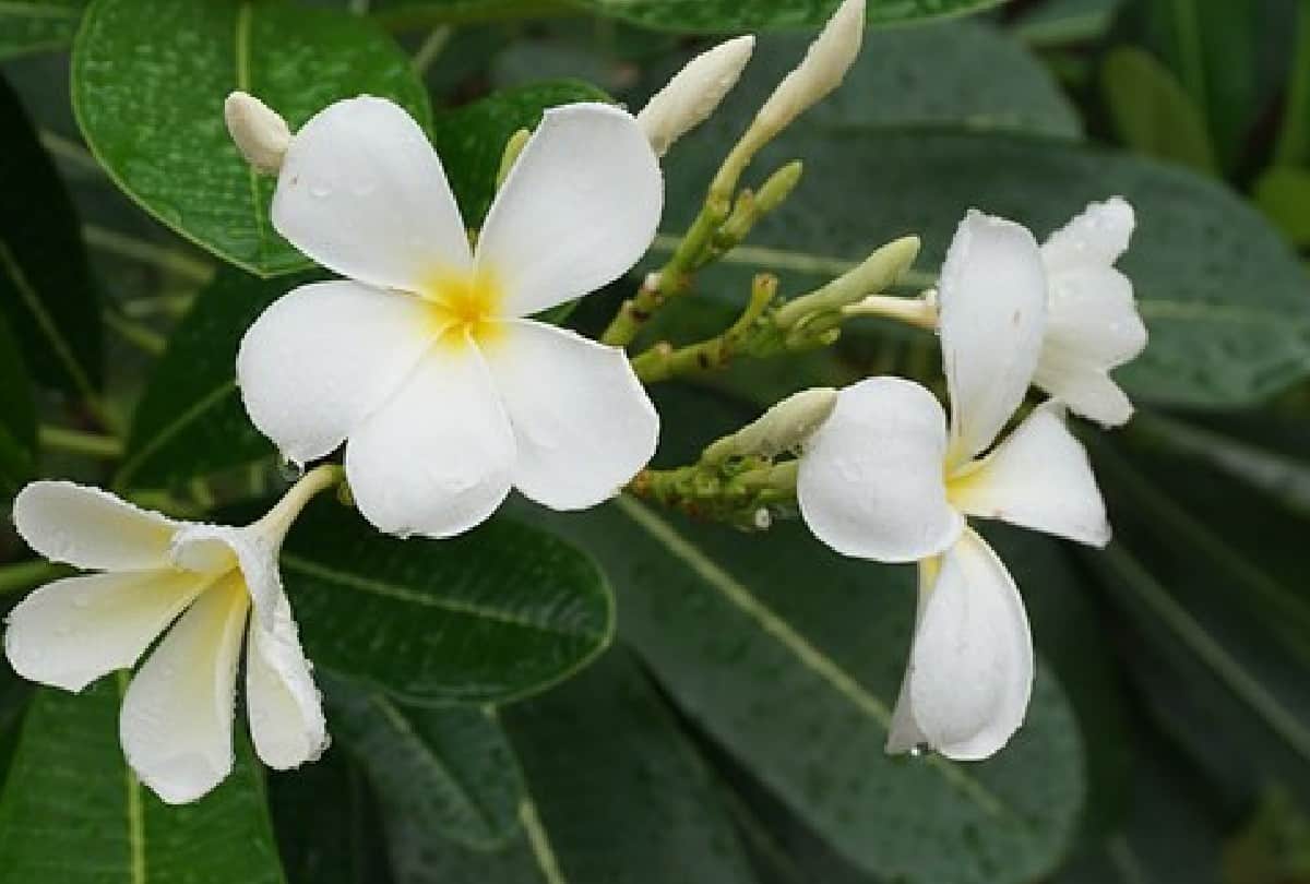 Bumblebee and Honey bee does not sit on Frangipani Champa flower know about this