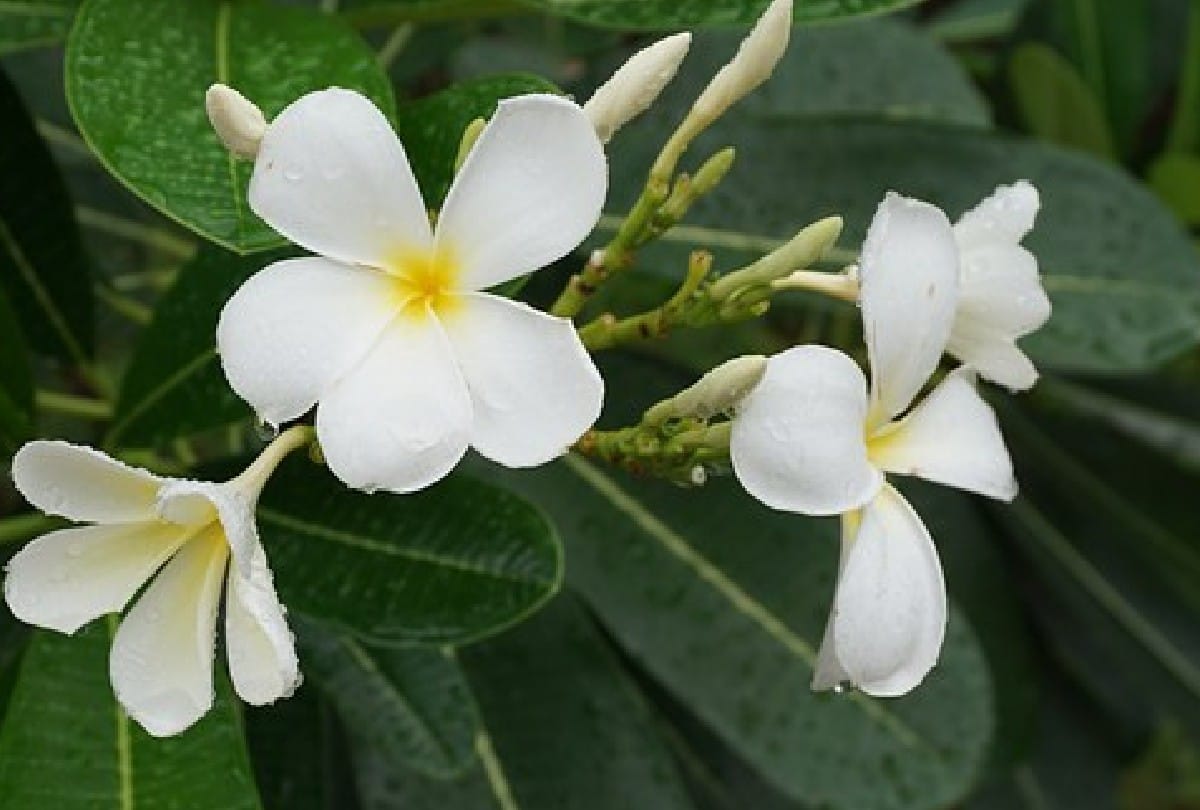 Bumblebee and Honey bee does not sit on Frangipani Champa flower know about this