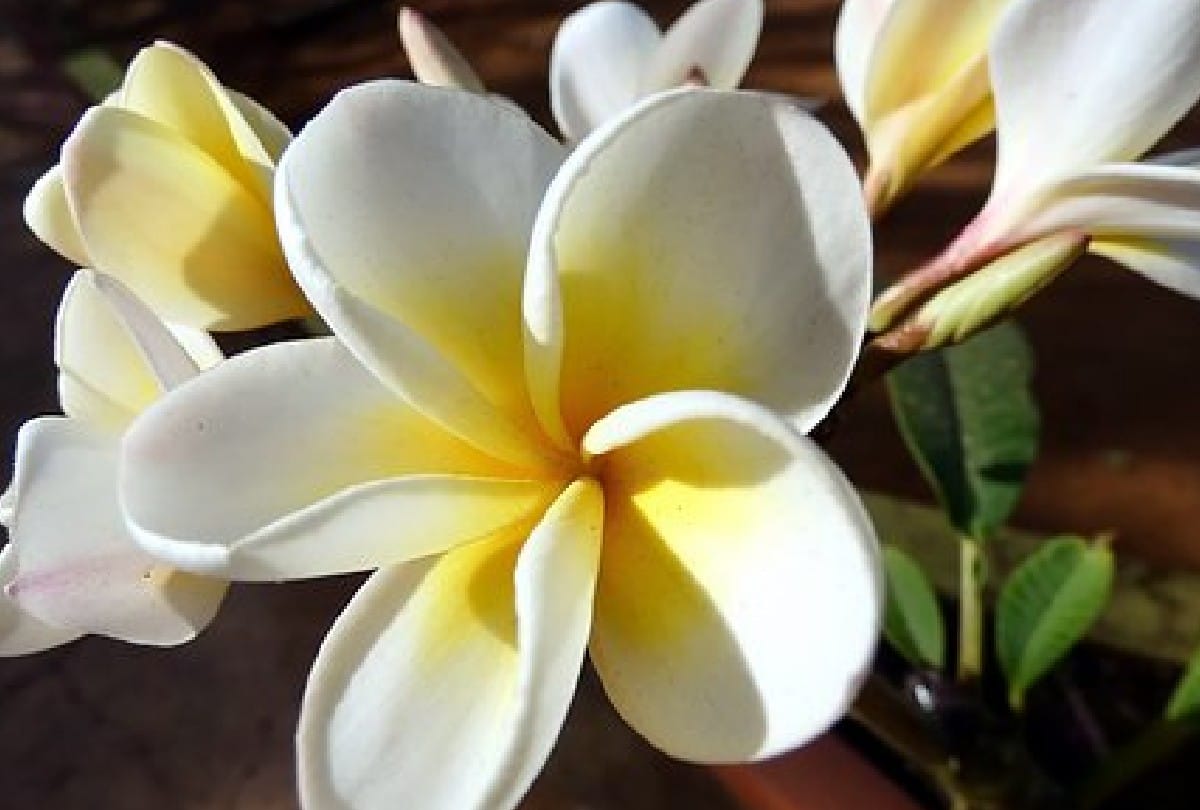 Lucky Flower Plant for home These 5 Magical Flowers Reduce Stress in Your Life