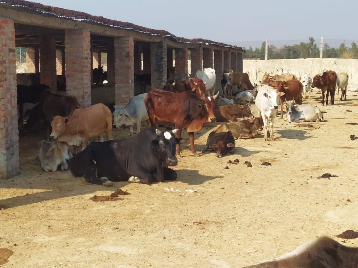 The condition of the cowshed is not improving, the cattle are suffering from hunger