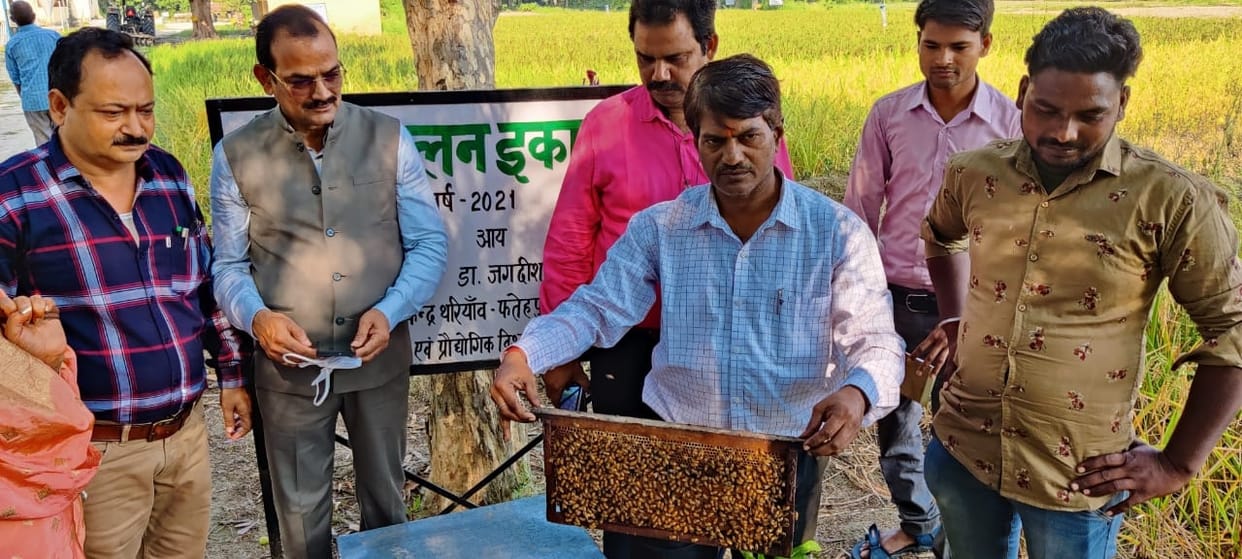 fathepur news,Beekeeping can increase the yield of crops by 25%