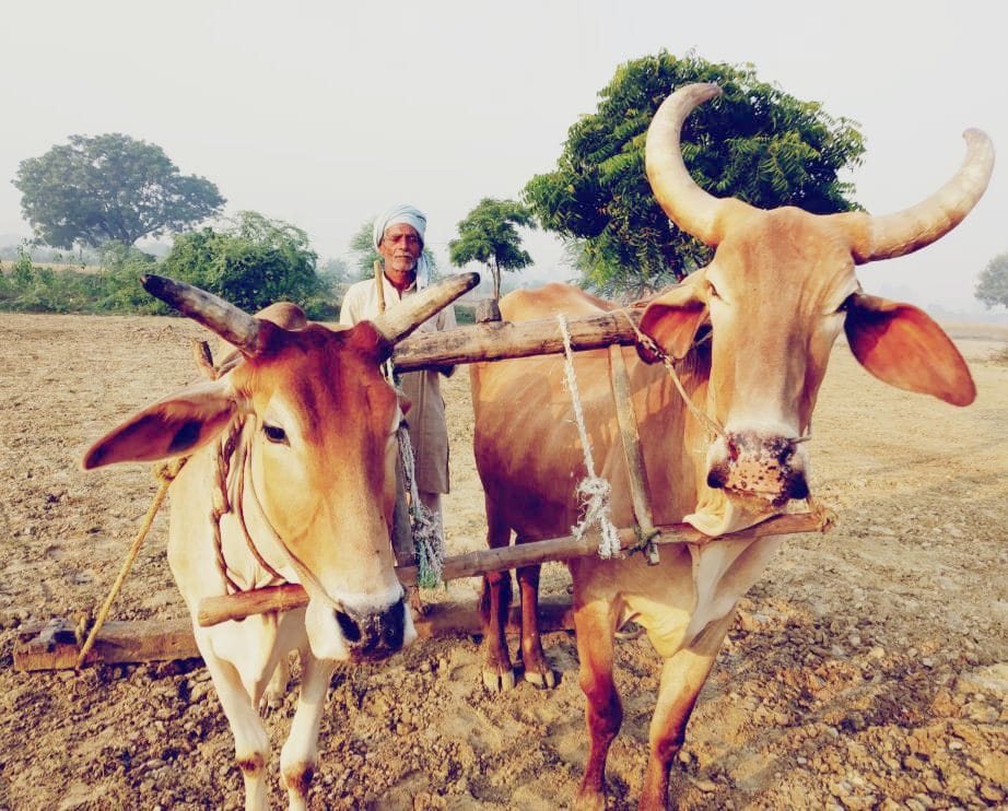 Farmers started returning to old methods of farming due to inflation, bullocks started getting attention