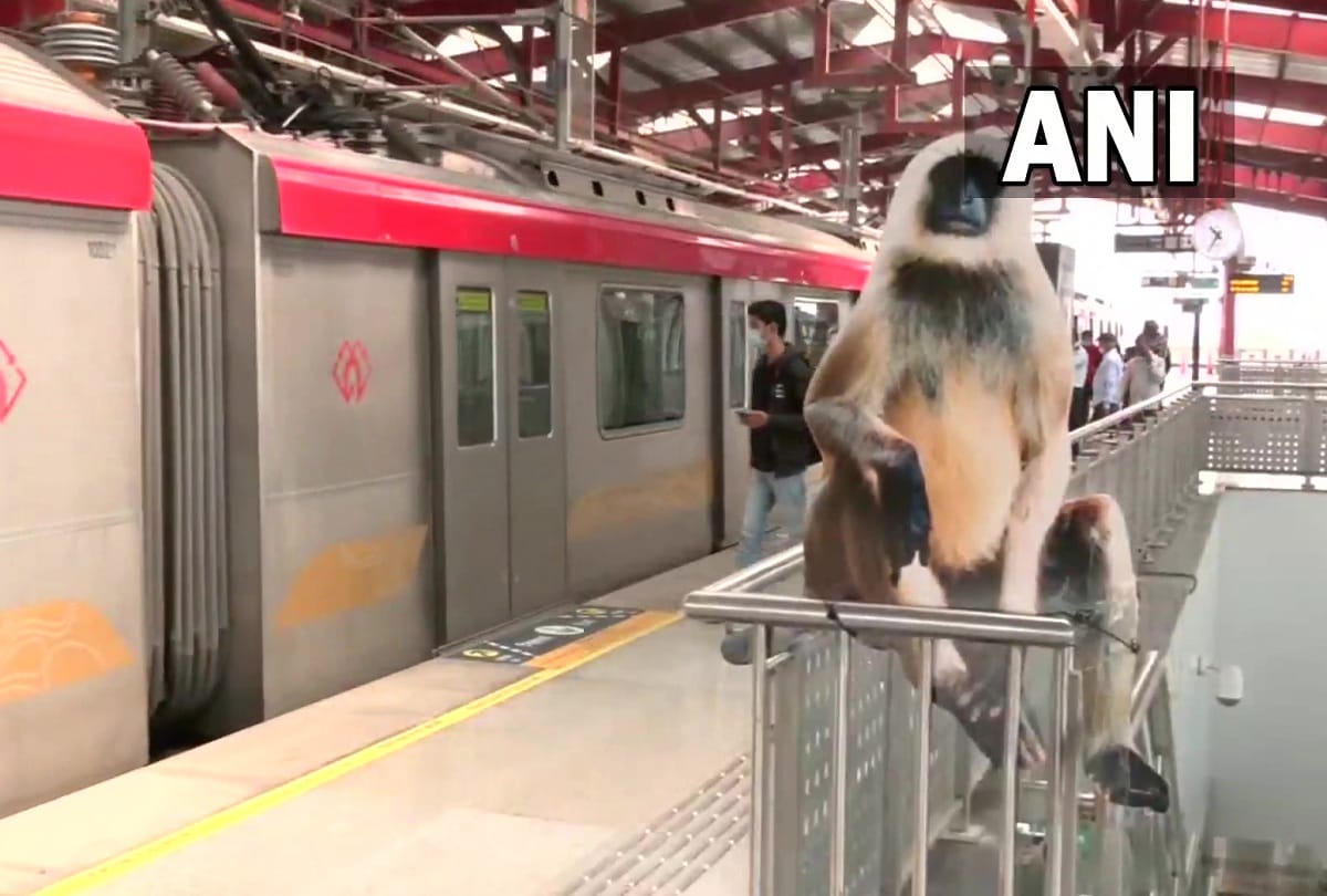 Lucknow Metro places cutouts of Langurs at nine metro stations that are experiencing monkey menace