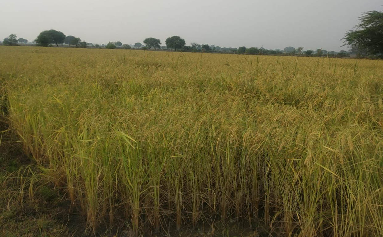 Paddy procurement from today at 33 procurement centers of the Mandal