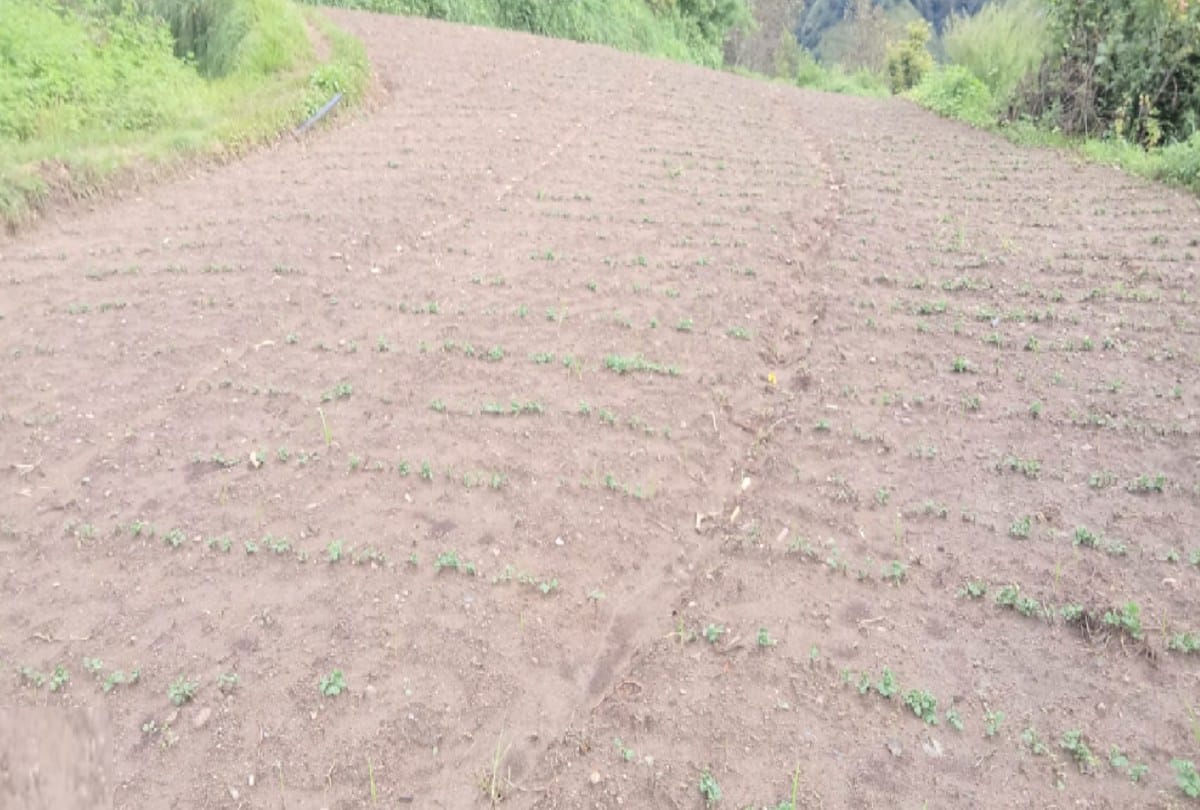 pea crop destroyed due to rain in sirmour himachal, prices are also getting less