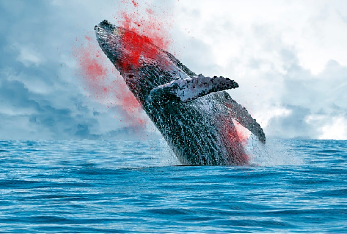 whale fish dead body is more dangerous than alive for humans know what is the reason behind it