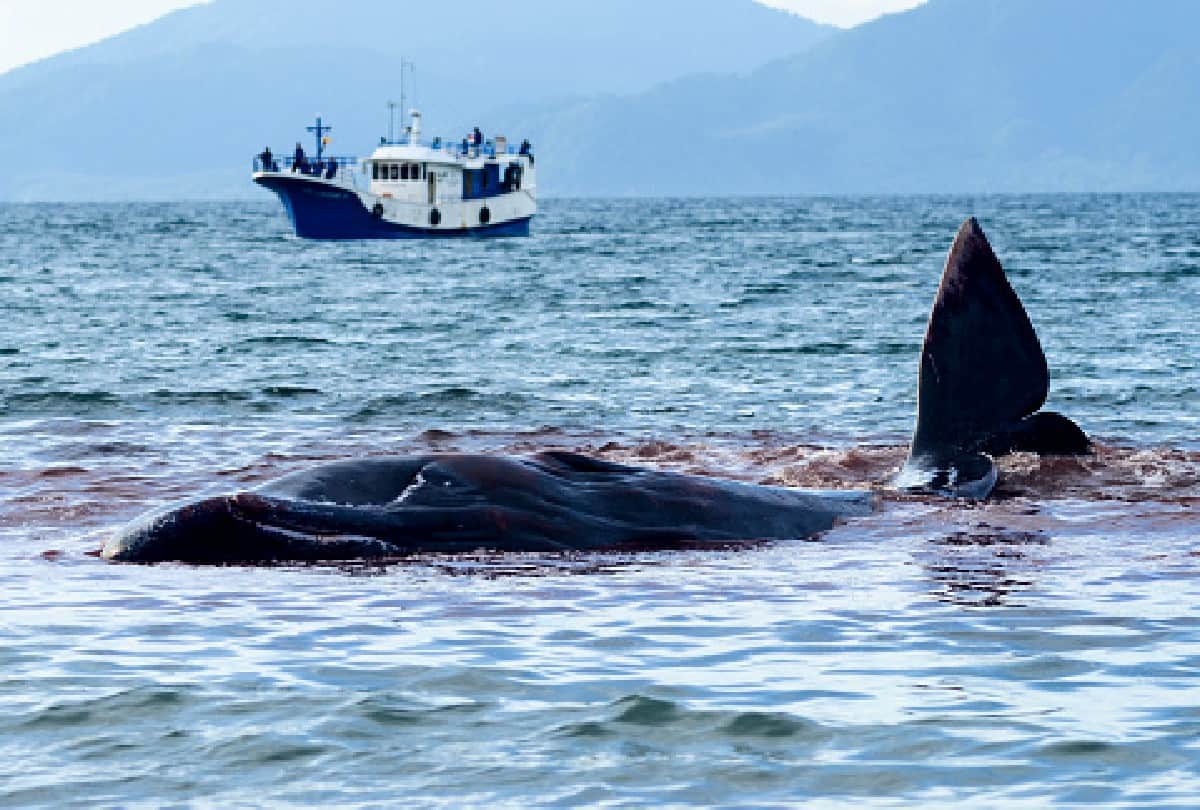 whale fish dead body is more dangerous than alive for humans know what is the reason behind it