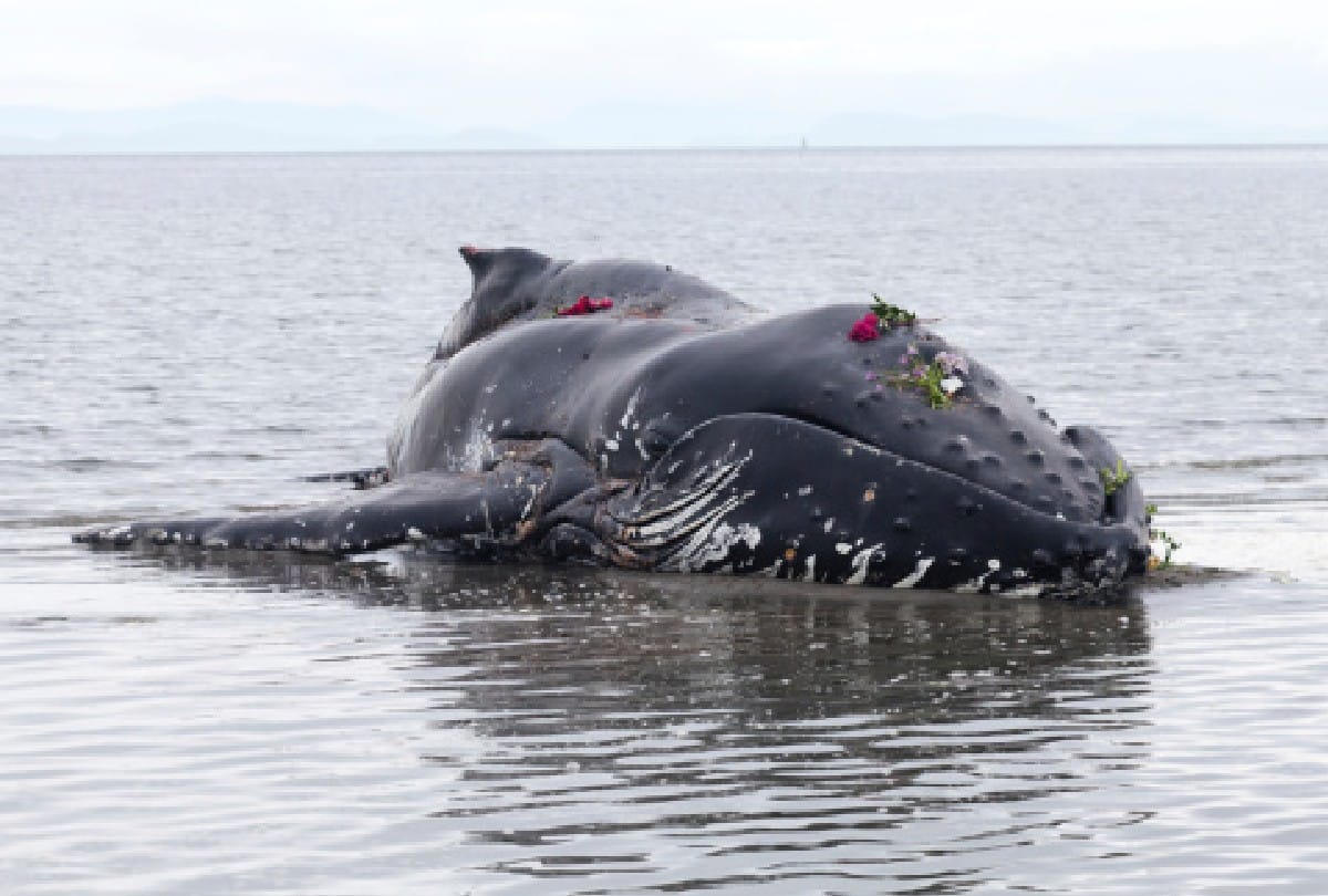 whale fish dead body is more dangerous than alive for humans know what is the reason behind it