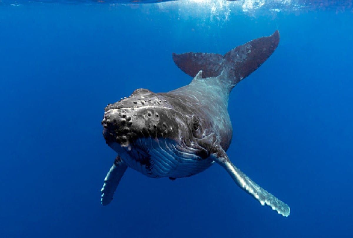 whale fish dead body is more dangerous than alive for humans know what is the reason behind it