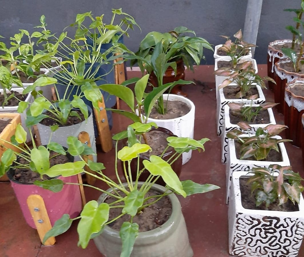 Greenery will prevail in homes with lights on Diwali
